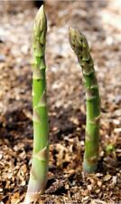 Asparagus connovers colossal for sale  THORNTON HEATH