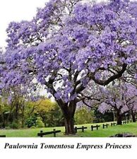 Seed tree paulownia for sale  Shipping to Ireland