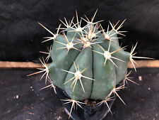 Ferocactus potsii vivaio usato  Massafra