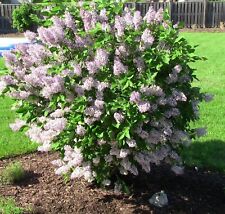 Syringa miss kim for sale  KING'S LYNN