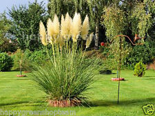 Pampas grass white for sale  Shipping to Ireland