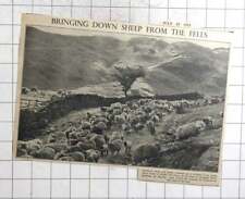 1951 herdwick sheep for sale  BISHOP AUCKLAND