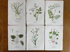 Antique vintage botanical for sale  HARTLEPOOL