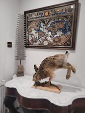 Superb large hare for sale  KINGSWINFORD