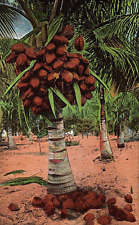 C1940 florida coconut for sale  New City