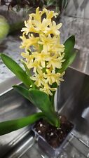 Yellow hyacinths flowering for sale  Macon