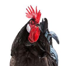 Crow collar roosters for sale  Waterbury