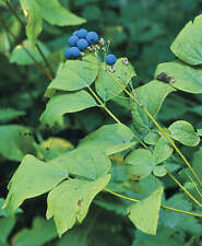 Blue cohosh root for sale  Benton Harbor