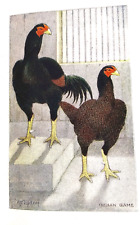 Indian game chicken for sale  Warwick