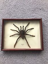 Taxidermy tarantula framed for sale  SALE