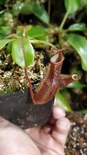 Nepenthes veitchii boschiana gebraucht kaufen  Ahrensburg