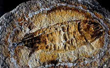 Australosomus poisson fossile d'occasion  La Roche-sur-Yon