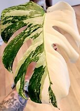 Monstera deliciosa variegata gebraucht kaufen  Gadebusch