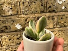 Crassula ovata variegata for sale  LONDON