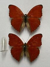 Butterfly cymothoe sangaris for sale  READING