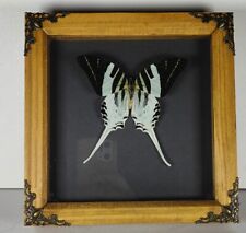 Graphium androcles framed for sale  NEWARK