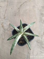 sansevieria blue clone white variegated M0ST WANTED! for sale  Shipping to South Africa