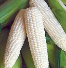 White sweet corn for sale  Shasta Lake