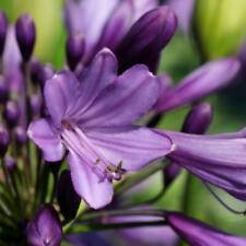 Agapanthus hardy perennial for sale  IPSWICH
