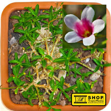 Pachypodium Bispinosum - 10 Seeds for sale  Shipping to South Africa