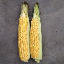 Sweet corn incredible for sale  PUDSEY