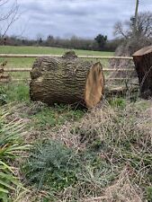 Oak tree trunk for sale  WHITCHURCH