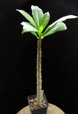 Pachypodium rutenbergerianum v for sale  Shipping to Ireland