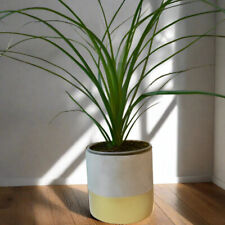 Ponytail palm beaucarnia for sale  COALVILLE