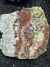 Opalized petrified wood for sale  Sammamish