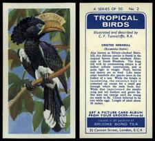 Crested hornbill tropical for sale  SLEAFORD