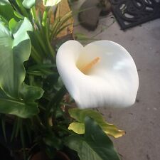 Live plants white for sale  Goleta