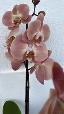 Rchidee phalaenopsis gebraucht kaufen  Nierstein