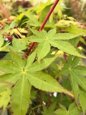 coral bark maple for sale  USA