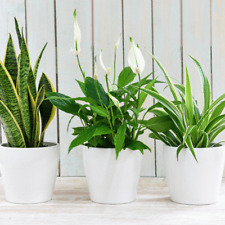 Air purifying houseplant for sale  IPSWICH