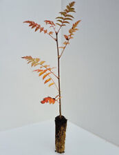 Rowan trees sorbus for sale  INVERNESS