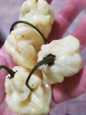 Habanero White, Chili, Pepper, Hot, Spicy, Rare Rare Seeds, used for sale  Shipping to South Africa