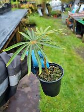 Begonia luxurians palm for sale  SEVENOAKS