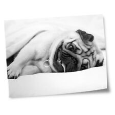 Impressões 8x10" (sem molduras) - BW - ny Sleepy Pug Dog in Bed #37711, usado comprar usado  Enviando para Brazil