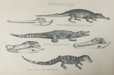 Antique print crocodile for sale  Shipping to Ireland