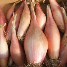 Shallot zebrune kings for sale  WITHAM