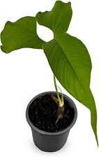 Anthurium draconopterum leal for sale  Homestead