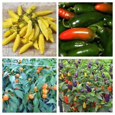 Pepper hotseeds huge for sale  SALISBURY