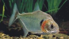 Manuel silver piranha for sale  HAYWARDS HEATH