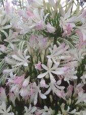 Agapanthus strawberry ice for sale  MEXBOROUGH
