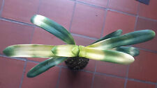 Clivia variegated leafspan for sale  Shipping to Ireland