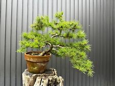 Bonsai europäische lärche gebraucht kaufen  , Ergolding