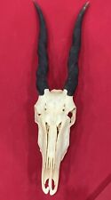 Female eland skull for sale  Olyphant