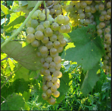 Vidal blanc grape for sale  Willow Spring