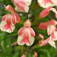 Salvia perennial belle for sale  MARCH