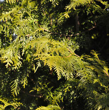 Drzewo życia Brabancja 100-125cm - Thuja occidentalis na sprzedaż  Wysyłka do Poland